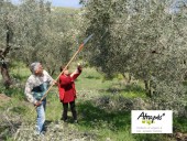 Atrapos Olivenernte - Demeter oliven