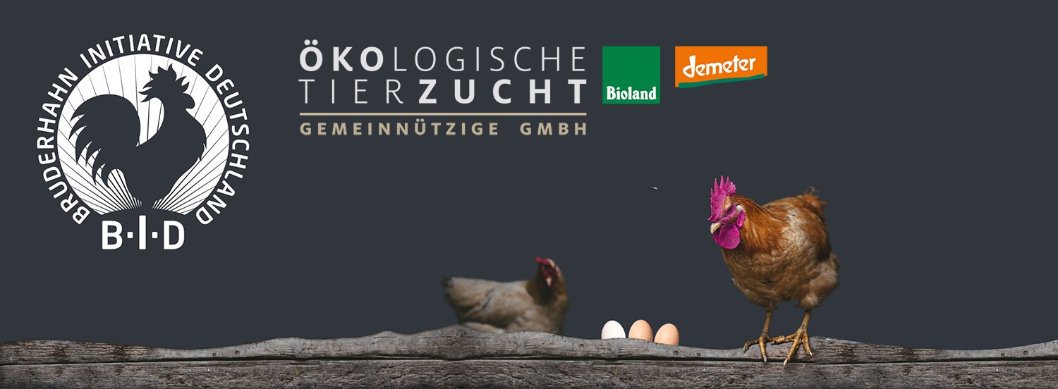 Presserklärung und Kommentar zum Gerichtsurteil zum Kükentöten vom 13. Juni 2019 - Bruderhahn